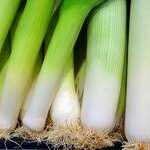 Comment conserver des blancs de poireaux au frigo ?