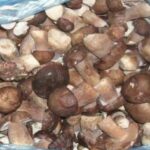 Comment conserver des cèpes fraichement cueillis ?