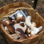 Comment conserver des champignons plus longtemps ?