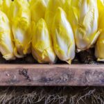 Comment conserver des endives coupées ?