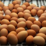 Comment conserver des oursins frais ?