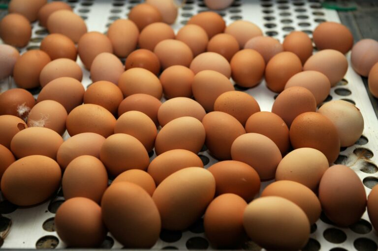 Comment conserver des oursins frais ?