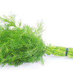 Comment conserver l'aneth du jardin ?