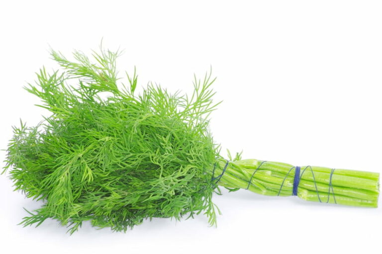 Comment conserver l’aneth du jardin ? Comment conserver l'aneth du jardin ?