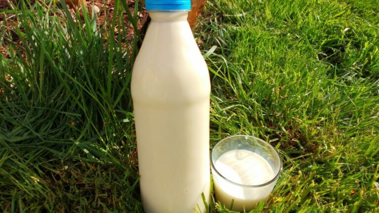 Comment conserver le lait cru de vache ? Comment conserver le lait cru de vache ?