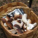 Comment conserver les champignons blancs ?