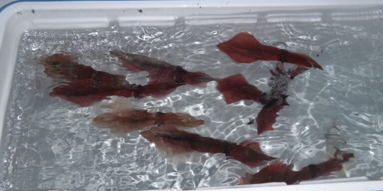 Comment conserver les coques après la pêche ?