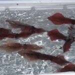 Comment conserver les coques après la pêche ?