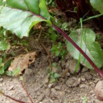 Comment conserver les feuilles de betterave ?