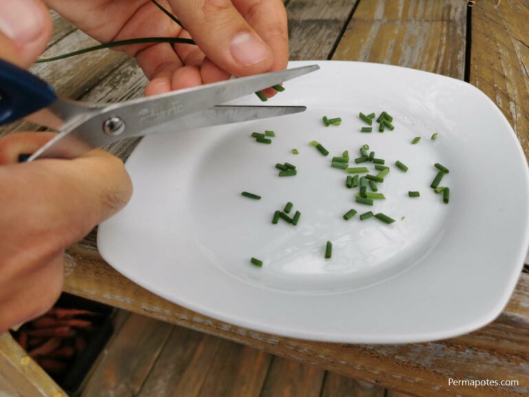 Comment conserver les moules après les avoir lavés ?