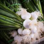 Comment conserver les oignons blancs nouveaux ?