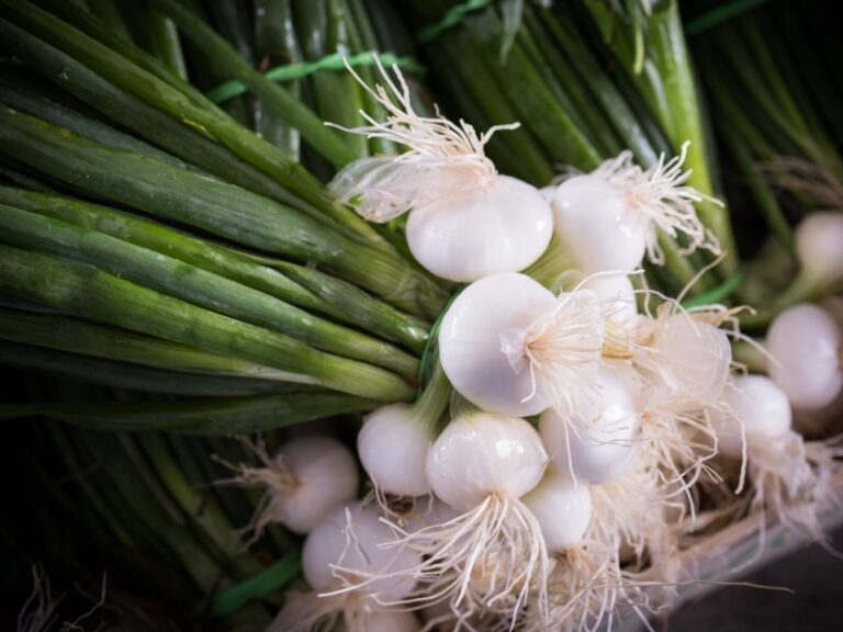 Comment conserver les oignons blancs nouveaux ?
