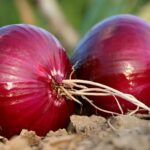 Comment conserver les oignons cuits ?