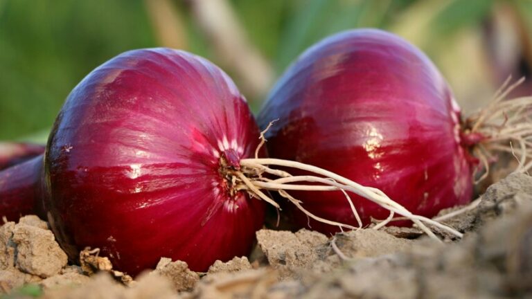 Comment conserver les oignons cuits ? Comment conserver les oignons cuits ?