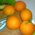 Comment conserver les oronges ?