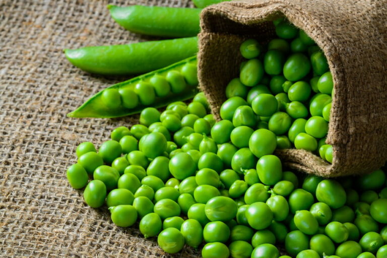 Comment conserver les petit pois du jardin ? Comment conserver les petit pois du jardin ?