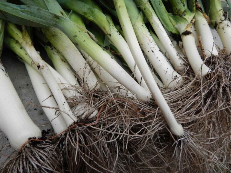 Comment conserver les poireaux cuits ?