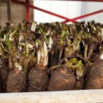 Comment conserver les racines d'endives ?