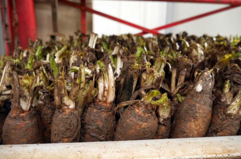 Comment conserver les racines d’endives ? Comment conserver les racines d'endives ?