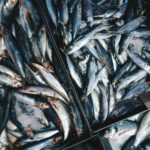 Comment conserver longtemps du poisson ?