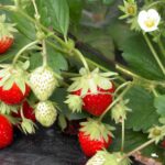 Comment conserver un fraisier ?