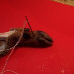 Comment conserver un pied de chevreuil ?