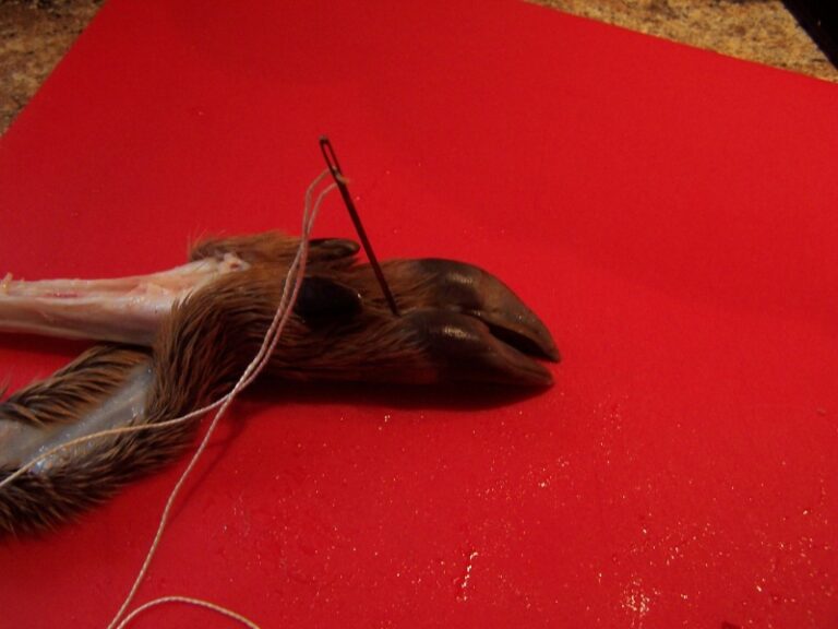 Comment conserver un pied de chevreuil ?