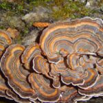 Comment consommer champignon queue de dinde ?