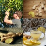 Comment consommer gingembre et citron ?