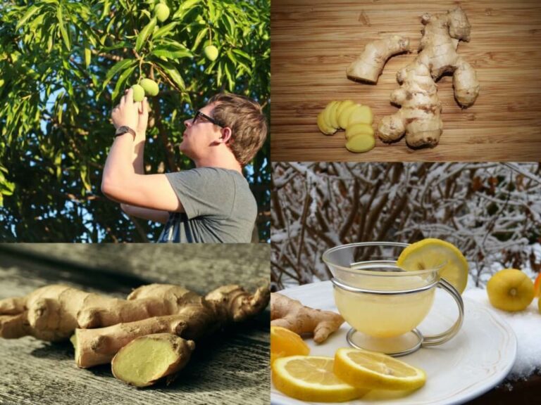 Comment consommer gingembre et citron ? Comment consommer gingembre et citron ?