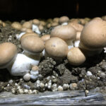 Comment consommer les champignons de Paris crus ?