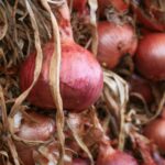 Comment consommer l'oignon cru ?