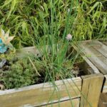 Comment couper la ciboulette pour qu'il repousse ?