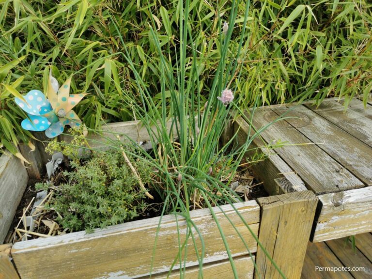 Comment couper la ciboulette pour qu'il repousse ?