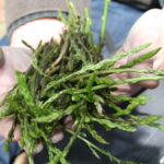 Comment couper les asperges sauvages ?