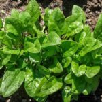 Comment couper les épinards ?