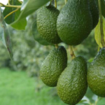Comment cueillir les avocat ?
