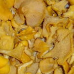 Comment cuire les girolles Marmiton ?