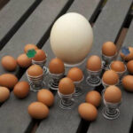 Comment cuire un œuf d'autruche à la coque ?