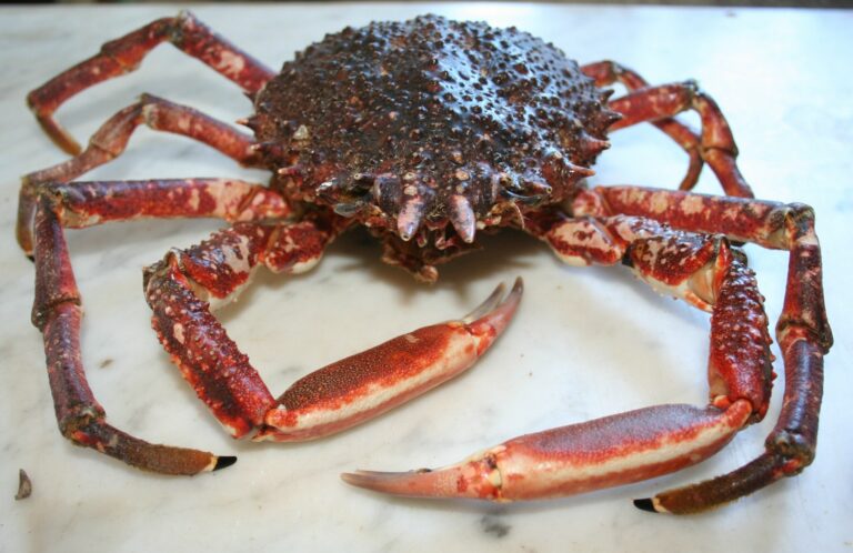 Comment cuire une araignée de mer congelée ? Comment cuire une araignée de mer congelée ?