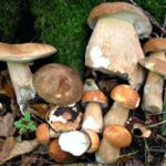 Comment cuisiner des cèpes un peu vieux ?