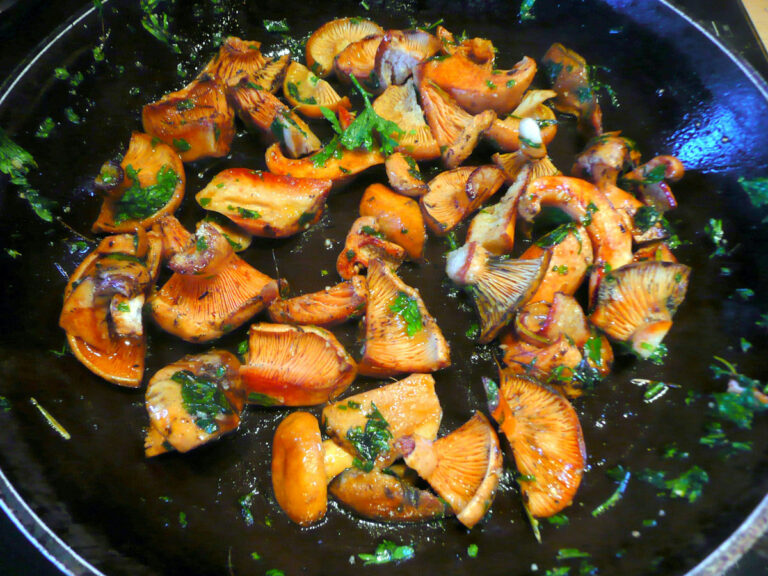 Comment cuisiner des lactaires sanguins ?