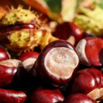 Comment cuisiner des marrons entiers à sec ?