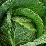 Comment cuisiner le chou de Milan ?