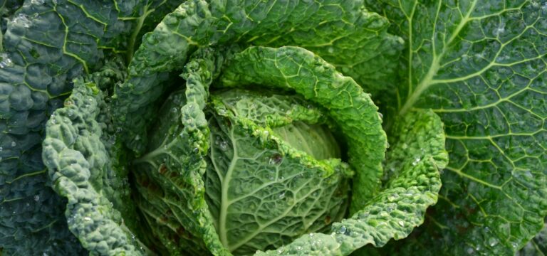 Comment cuisiner le chou de Milan ? Comment cuisiner le chou de Milan ?