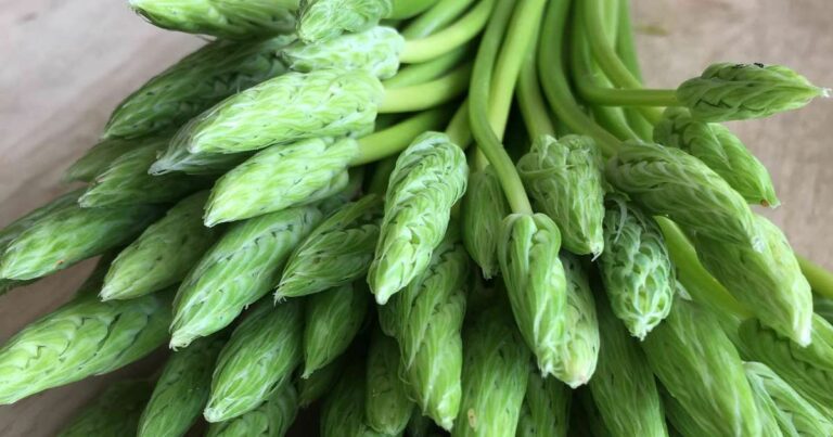 Comment cuisiner les asperges sauvages ? Comment cuisiner les asperges sauvages ?
