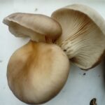 Comment cuisiner les pieds des champignons de Paris ?