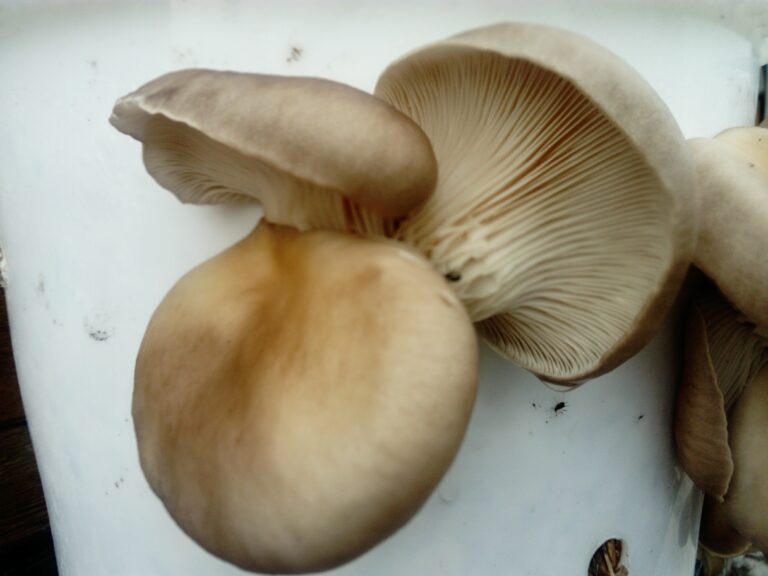 Comment cuisiner les pieds des champignons de Paris ?