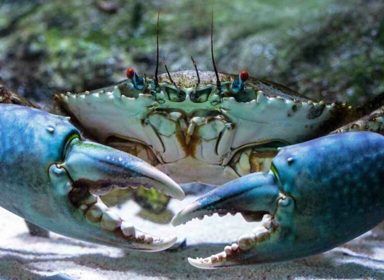 Comment cuisiner un crabe vivant sans le faire souffrir ?