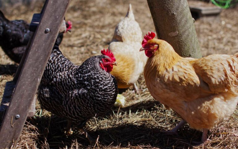 Comment cuit on une poule ?